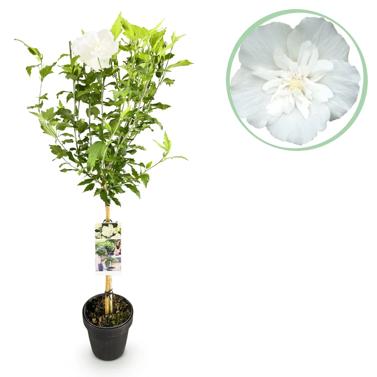 Plant and Stories White Chiffon hibiscus pot 19 cm tige