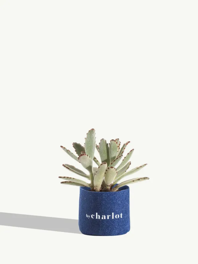 By Charlot L'Espiègle kalanchoe recharge 10 cm