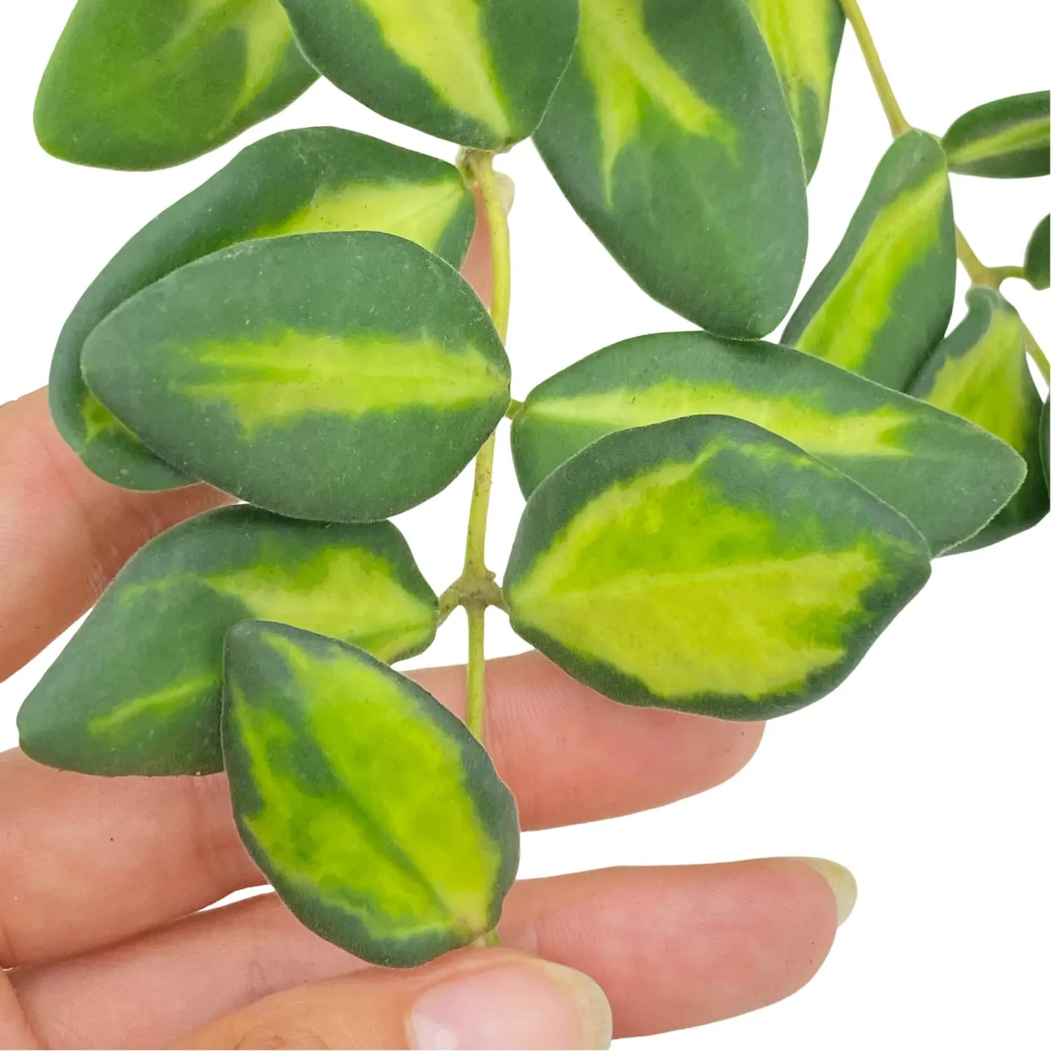 Hoya Burtoniae Variegata DS70 plante intérieur pot 6 cm panachée
