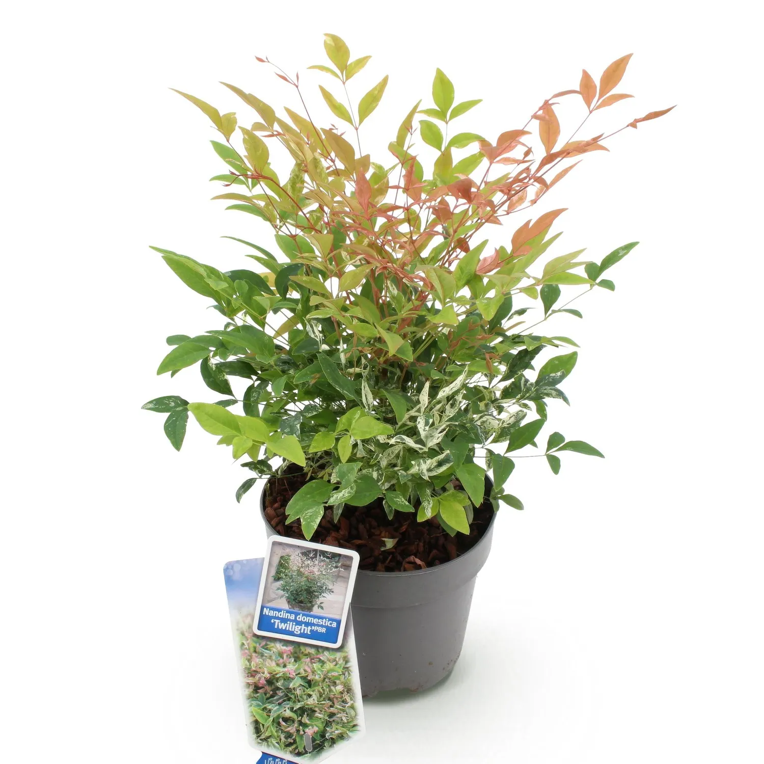 Plant and Stories Nandina Twilight bambou sacré pot 17 cm panaché