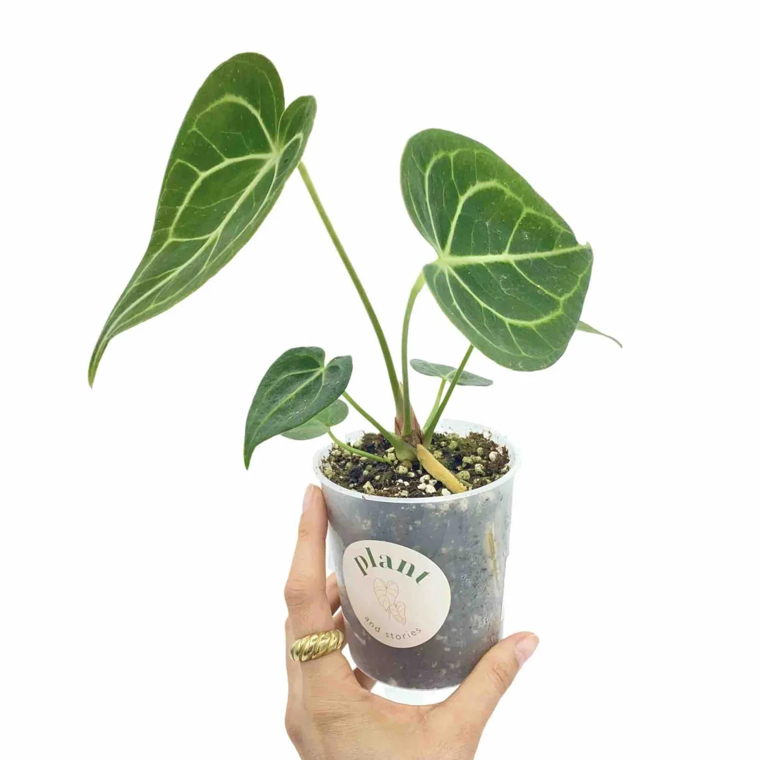 Plant and Stories Anthurium Clarinervium plante velours 12cm