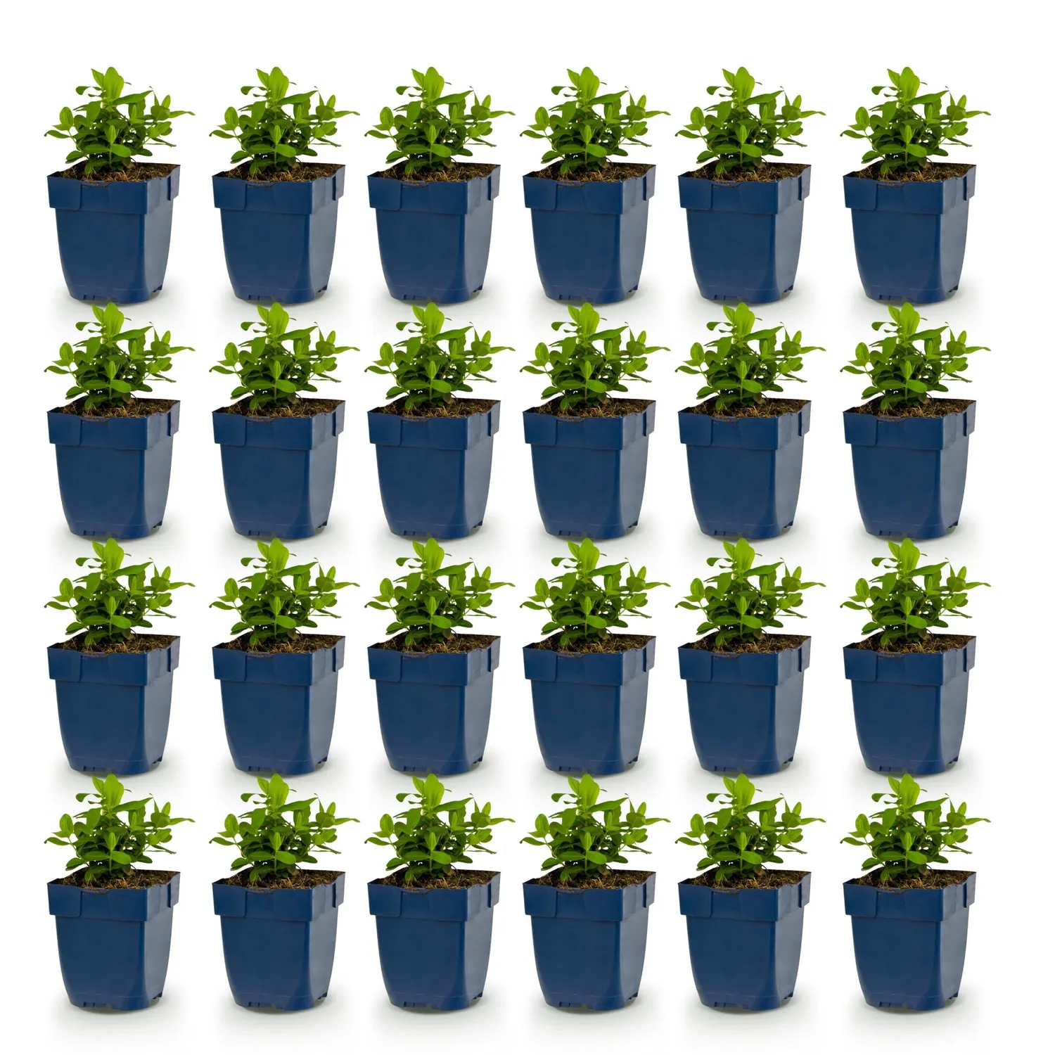 Plant and Stories Millepertuis Hypericum couvre-sol pot 11 cm jaune