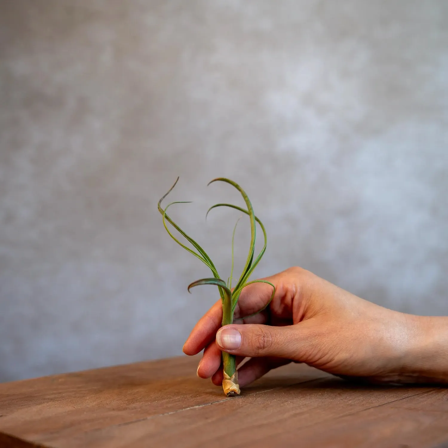 Airplantshop Tillandsia Balbisiana plante aérienne small feuilles