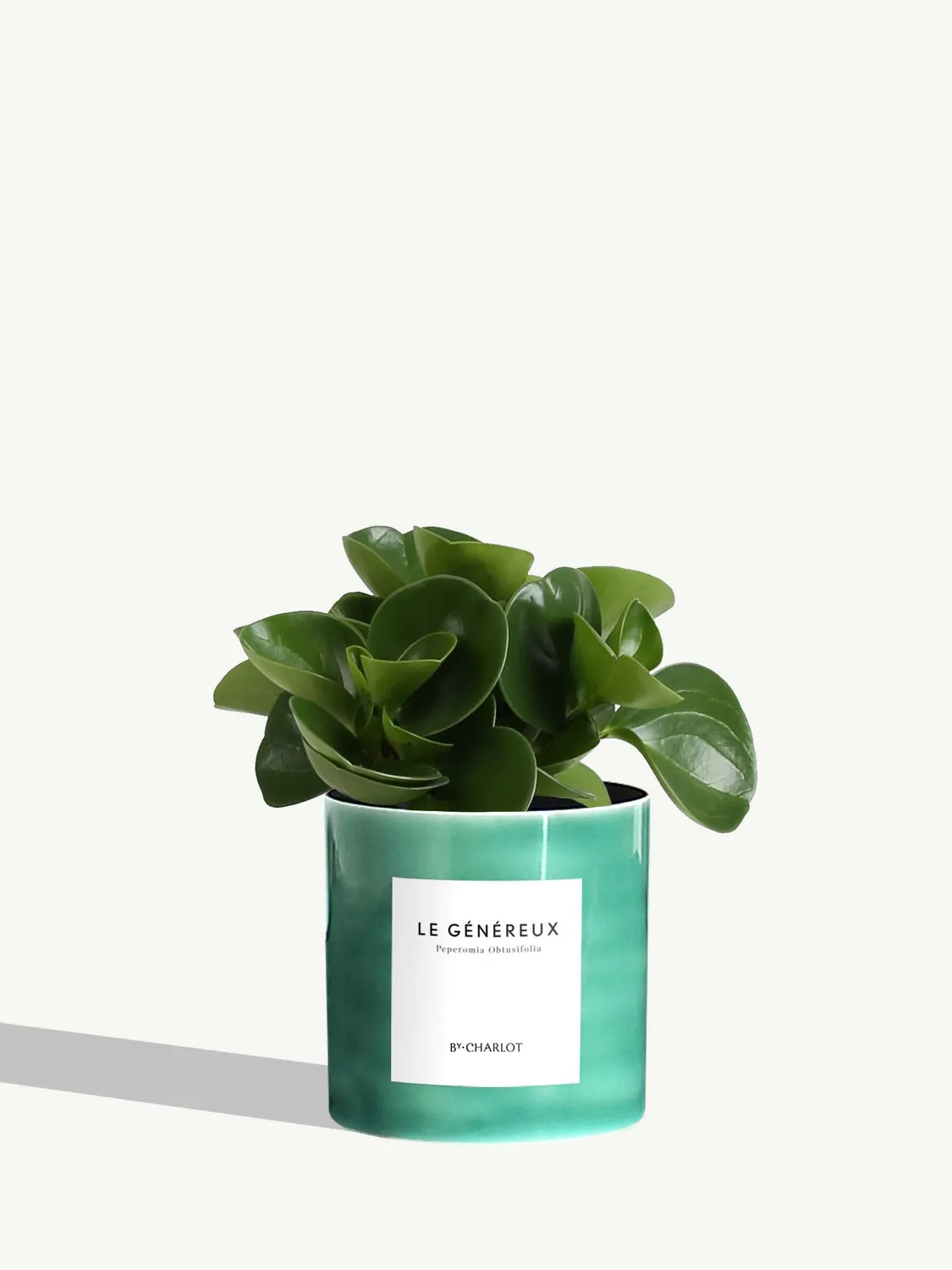 By Charlot Le Généreux plante peperomia pot 10 cm