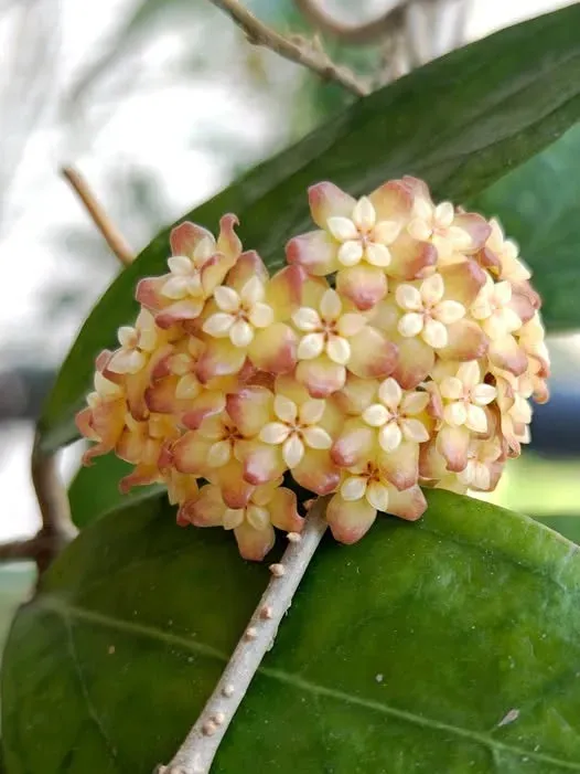 Plant and Stories Tequila Sunrise hoya plante d'intérieur pot 6 cm