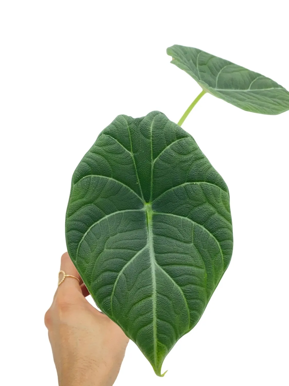 PLANT AND STORIES Alocasia Maharani plante pot 6 cm