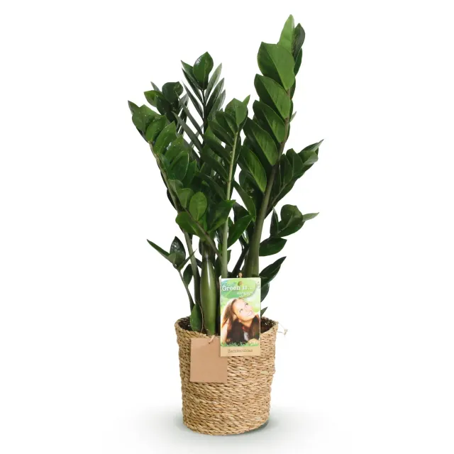Plant and Stories Zamioculcas ZZ plante verte pot 17 cm