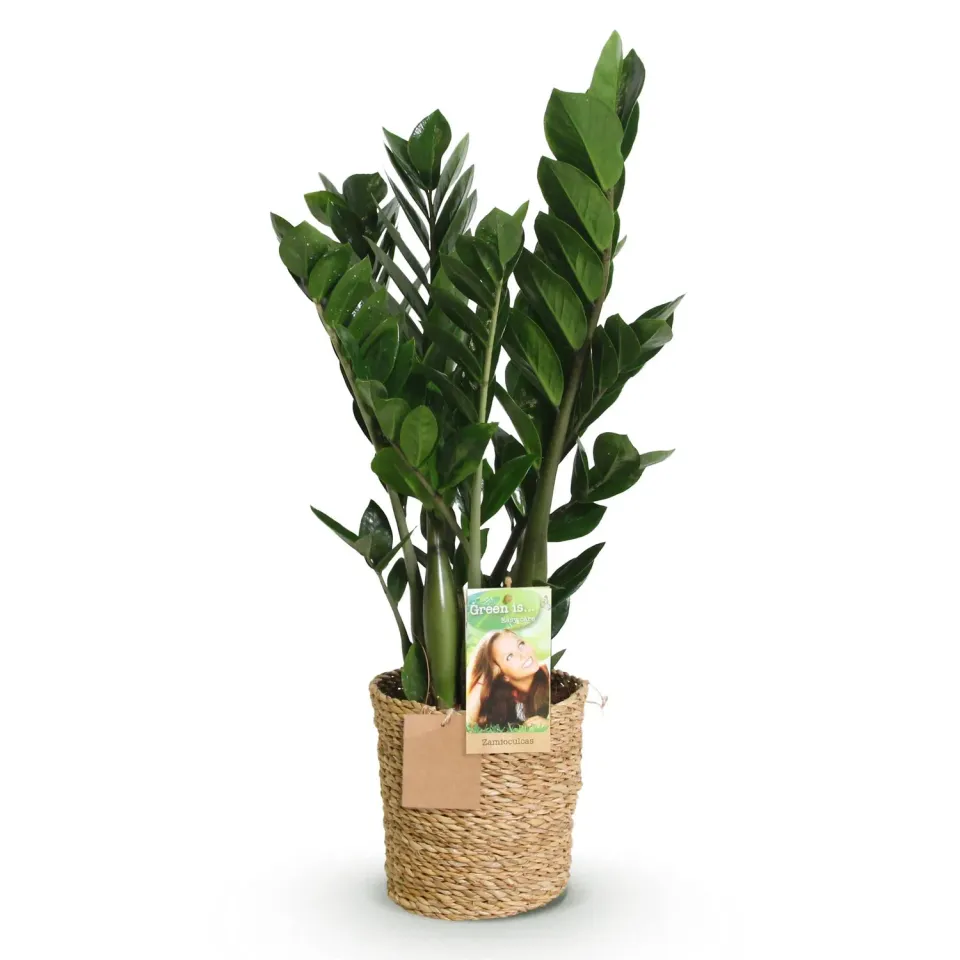 Plant and Stories Zamioculcas ZZ plante verte pot 17 cm