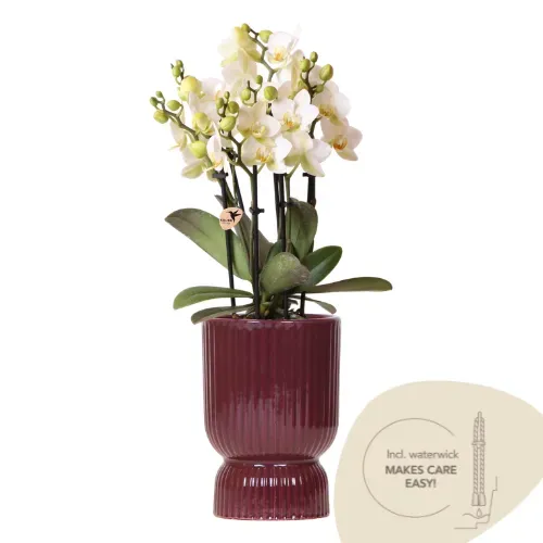 Plant and Stories Phalaenopsis Lausanne orchidée blanche pot 9 cm