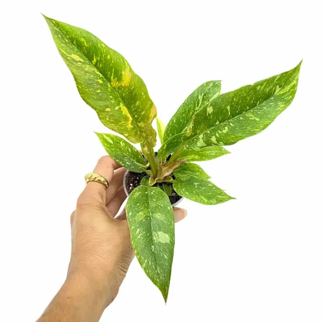 Plant and Stories Philodendron Ring of Fire plante pot 6 cm