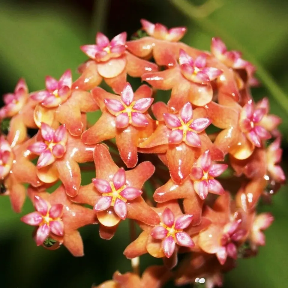 Plant and Stories Hoya Fitchii plante pot 6cm argentée