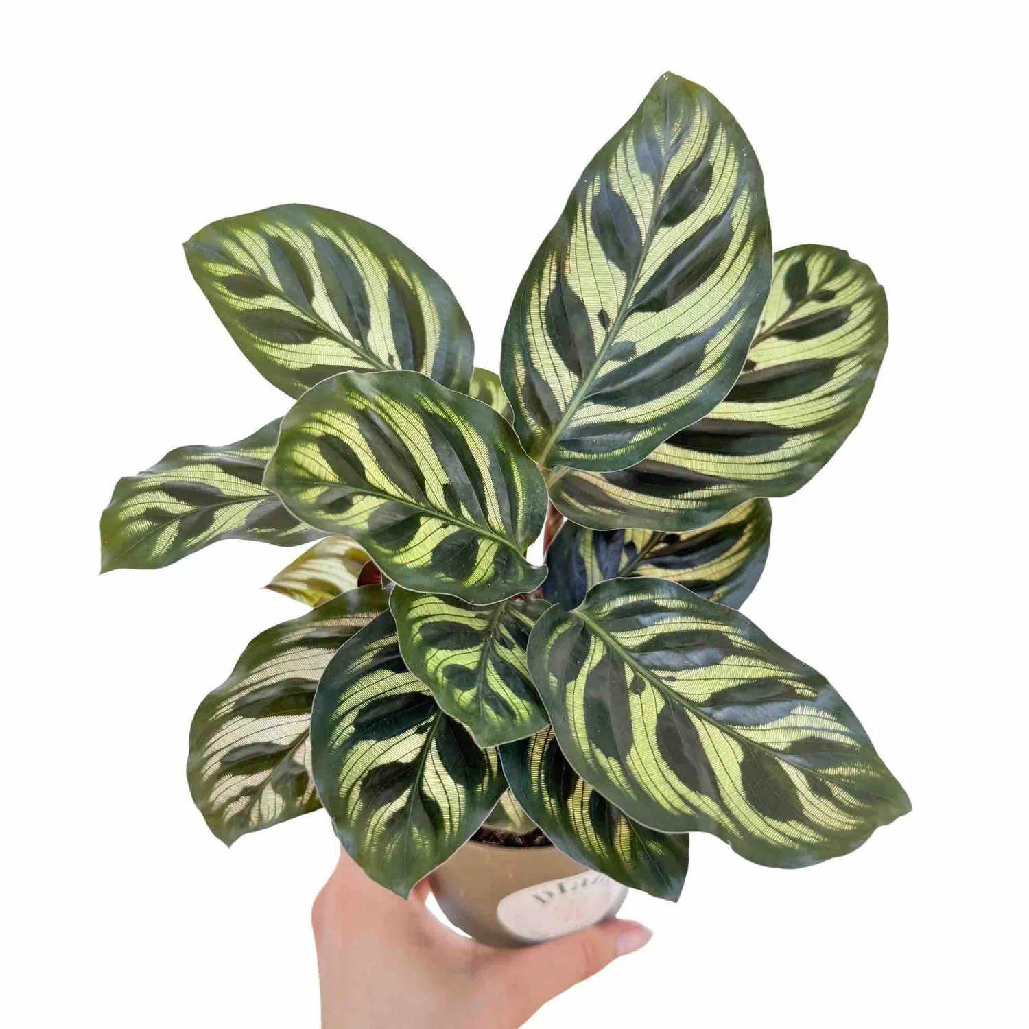 Plant and Stories Makoyana calathea pot 6 cm paon