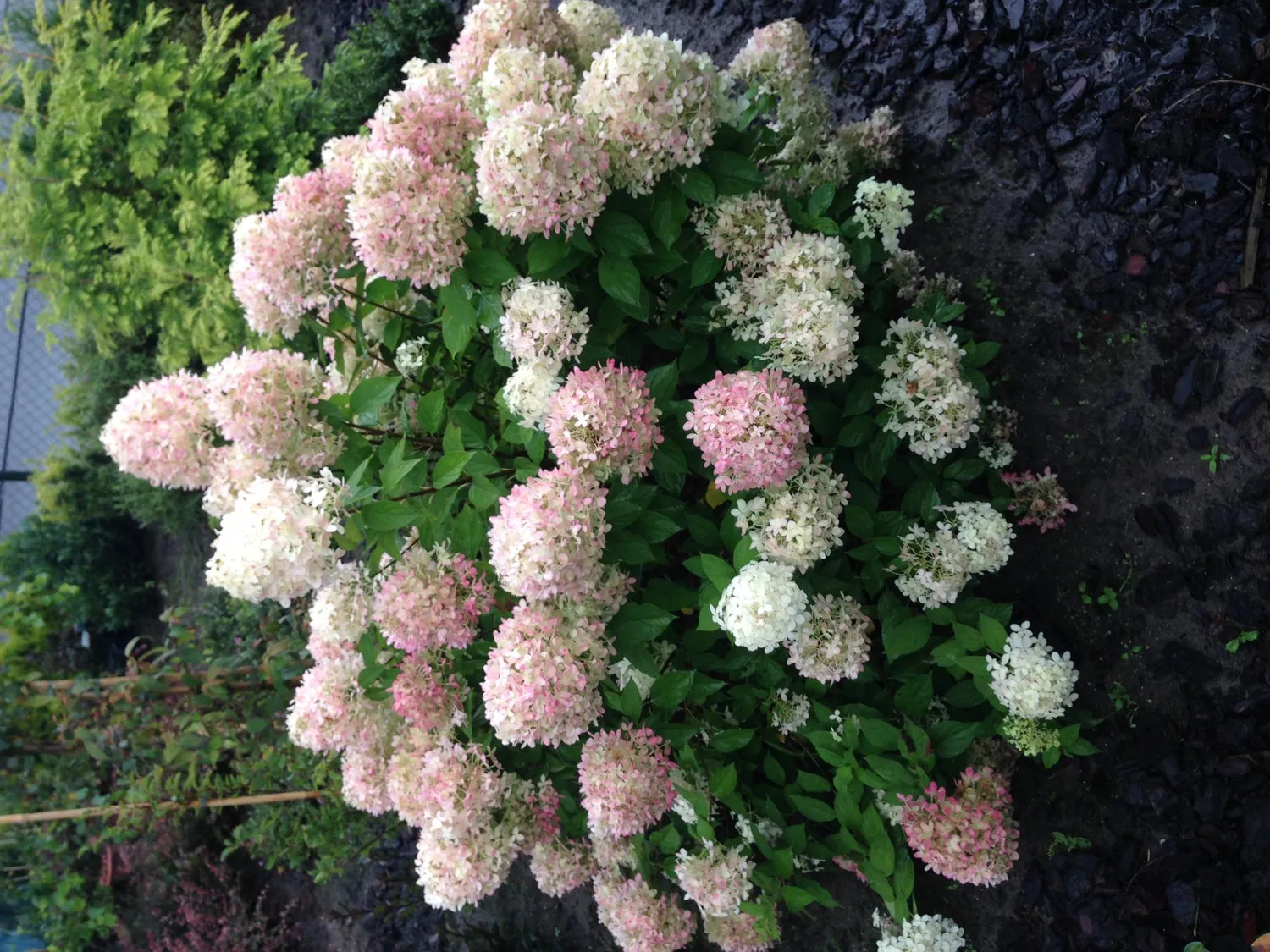 Plant and Stories Limelight hortensia 1 plant pot 17 cm rustique
