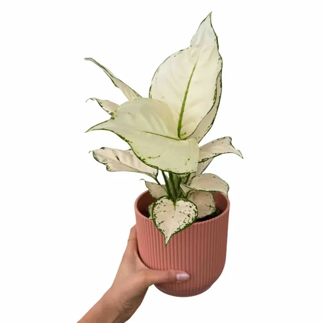 Plant and Stories Aglaonema White Joy plante 12 cm panachée