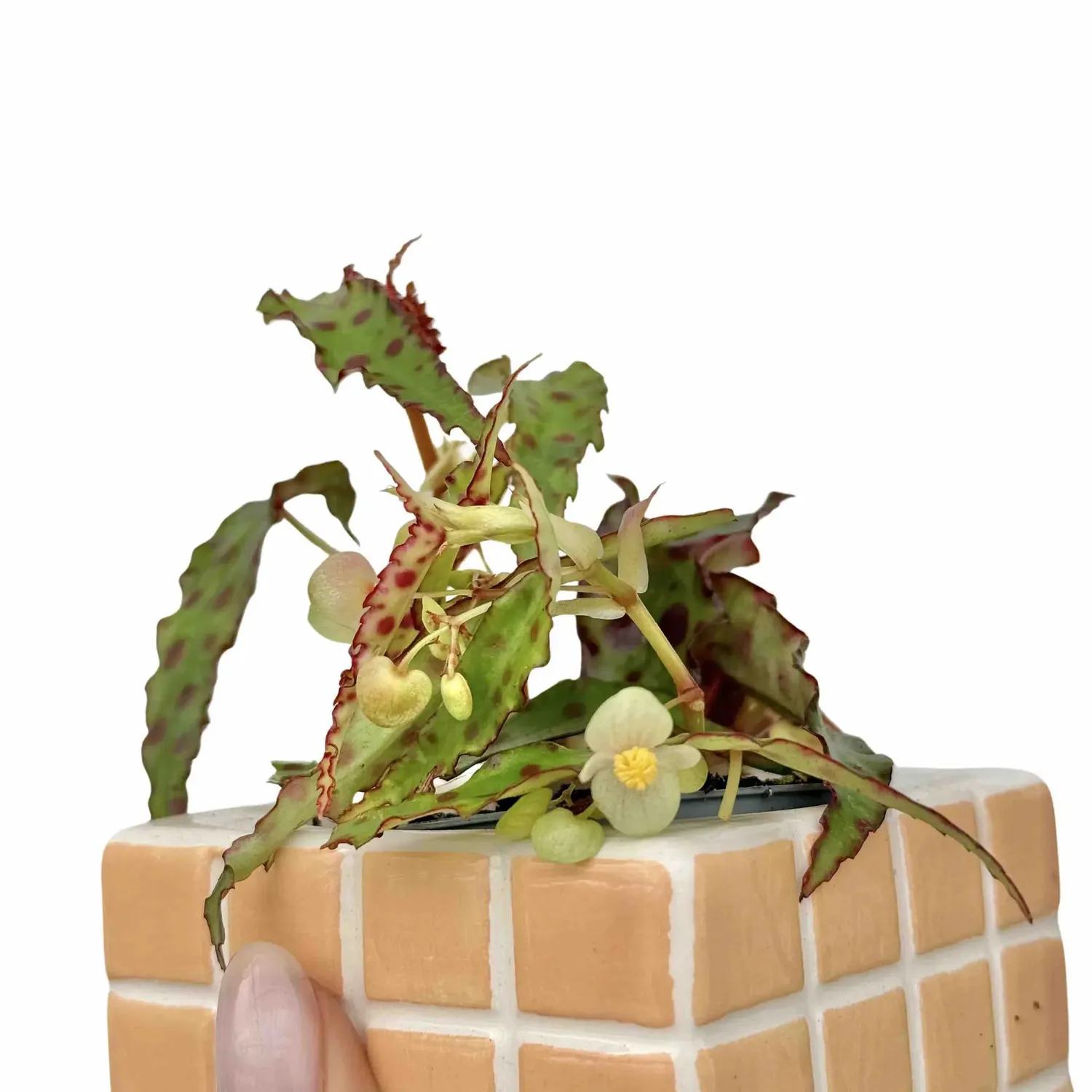 Plant and Stories Amphioxus begonia plante pot 6 cm