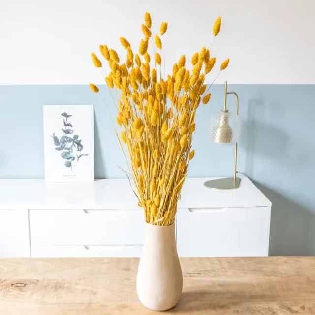 Réconciliation Végétale phalaris ocre bouquet fleurs séchées 200g durable