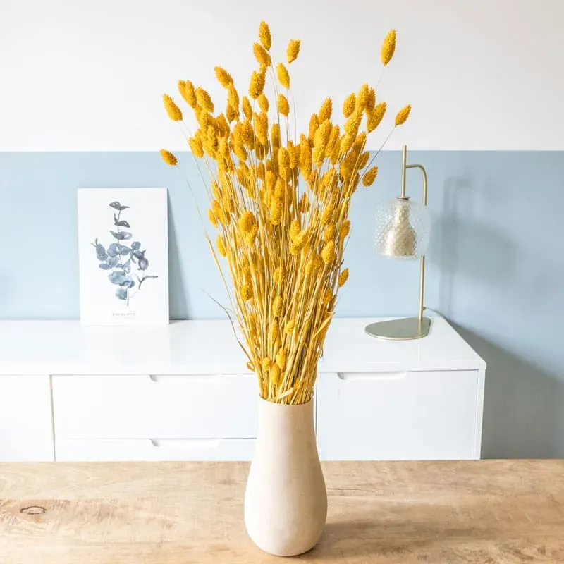 Réconciliation Végétale phalaris ocre bouquet fleurs séchées 200g durable