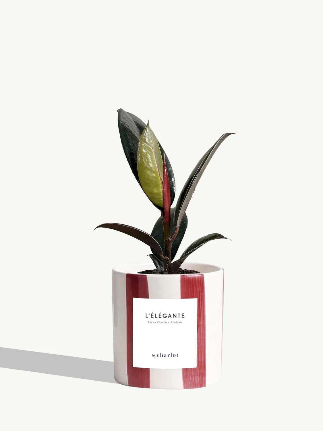 By Charlot L'Élégante Plante verte facile d'entretien