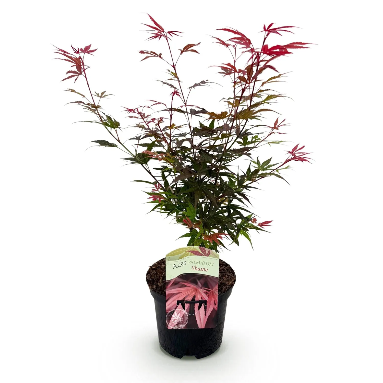 Plant and Stories Érable Shaina arbuste 1 plant pourpre compact