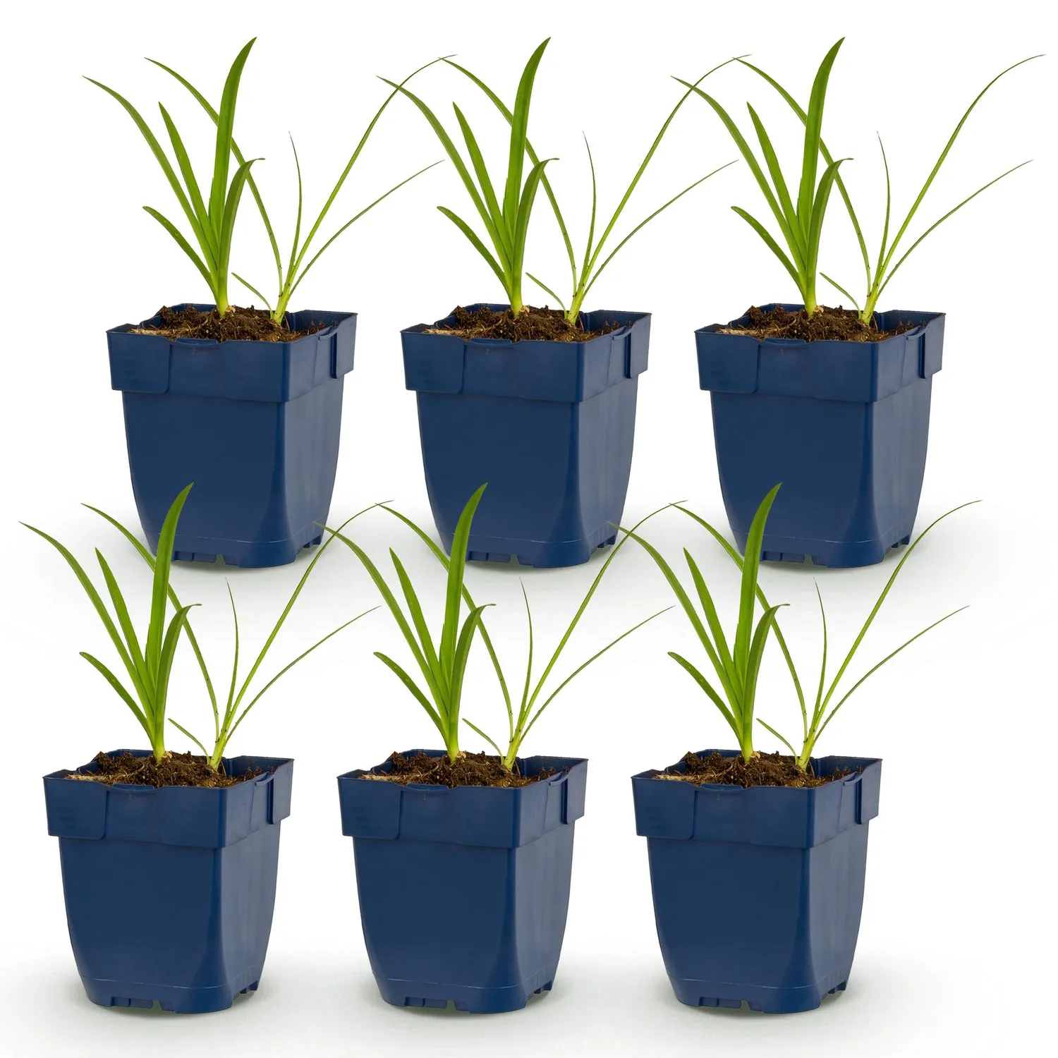 Plant and Stories Agapanthe Albus vivace 1 plant blanche