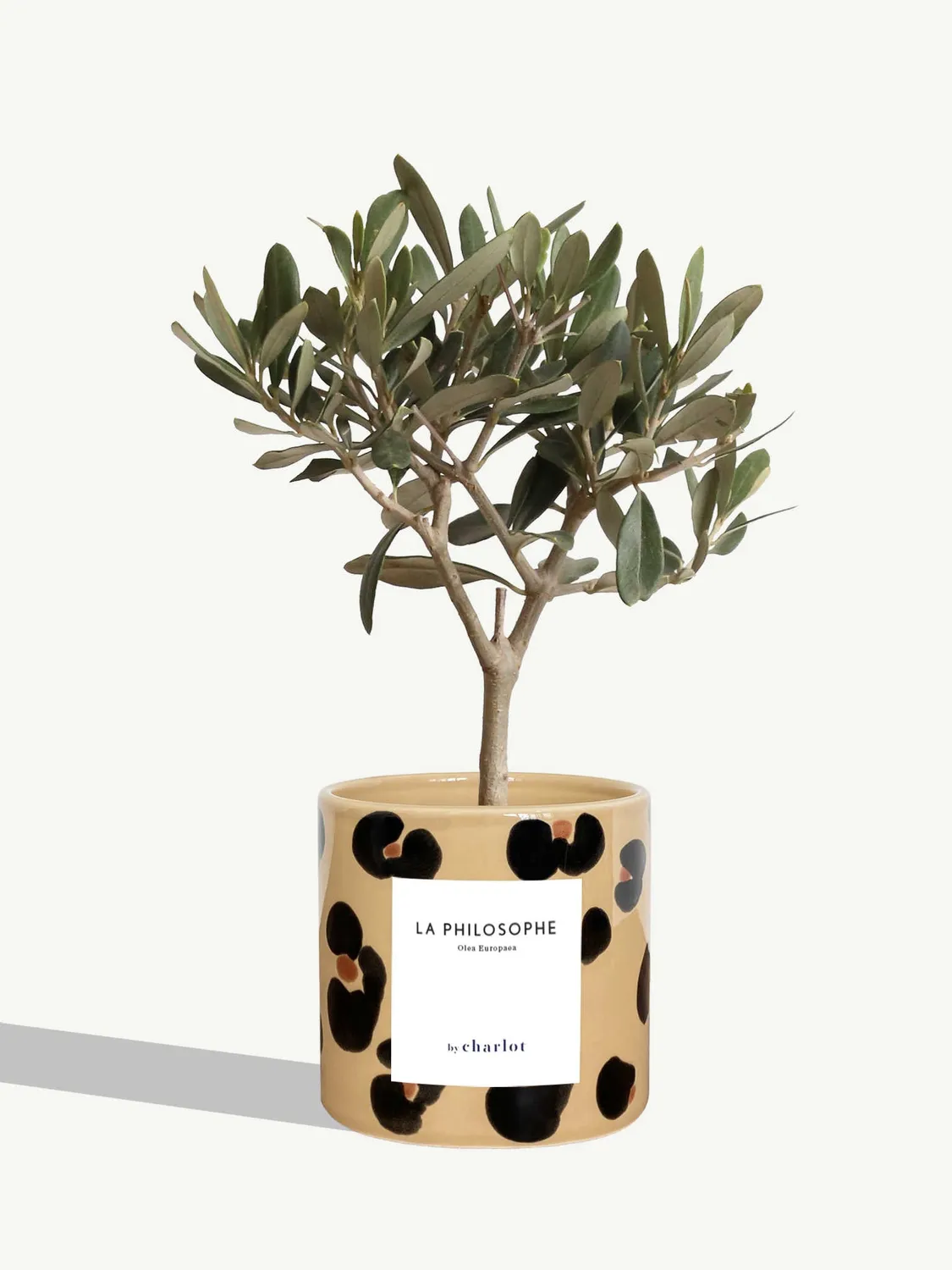 By Charlot Le Philosophe olivier plante pot 10 cm