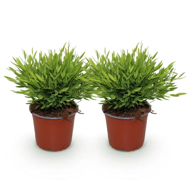 Plant and Stories Monica herbe de bambou 2 plantes pot 12 cm