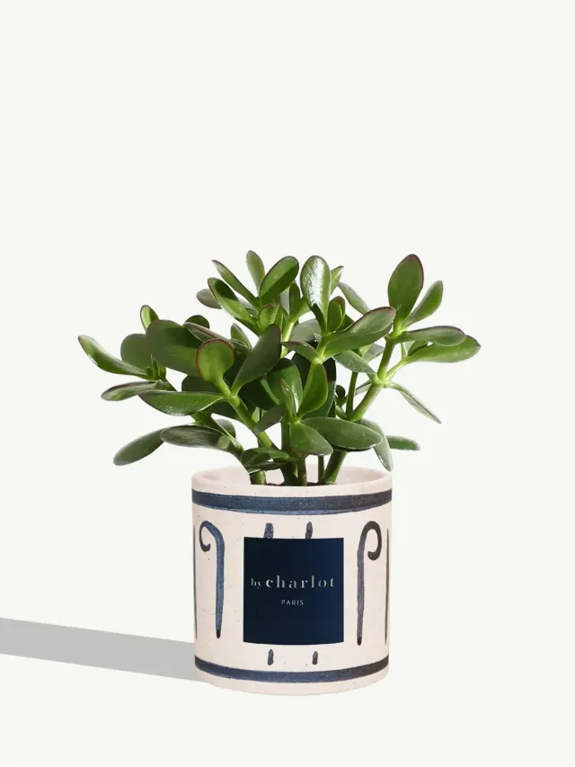By Charlot La Délicate plante crassula pot bleu 20 cm