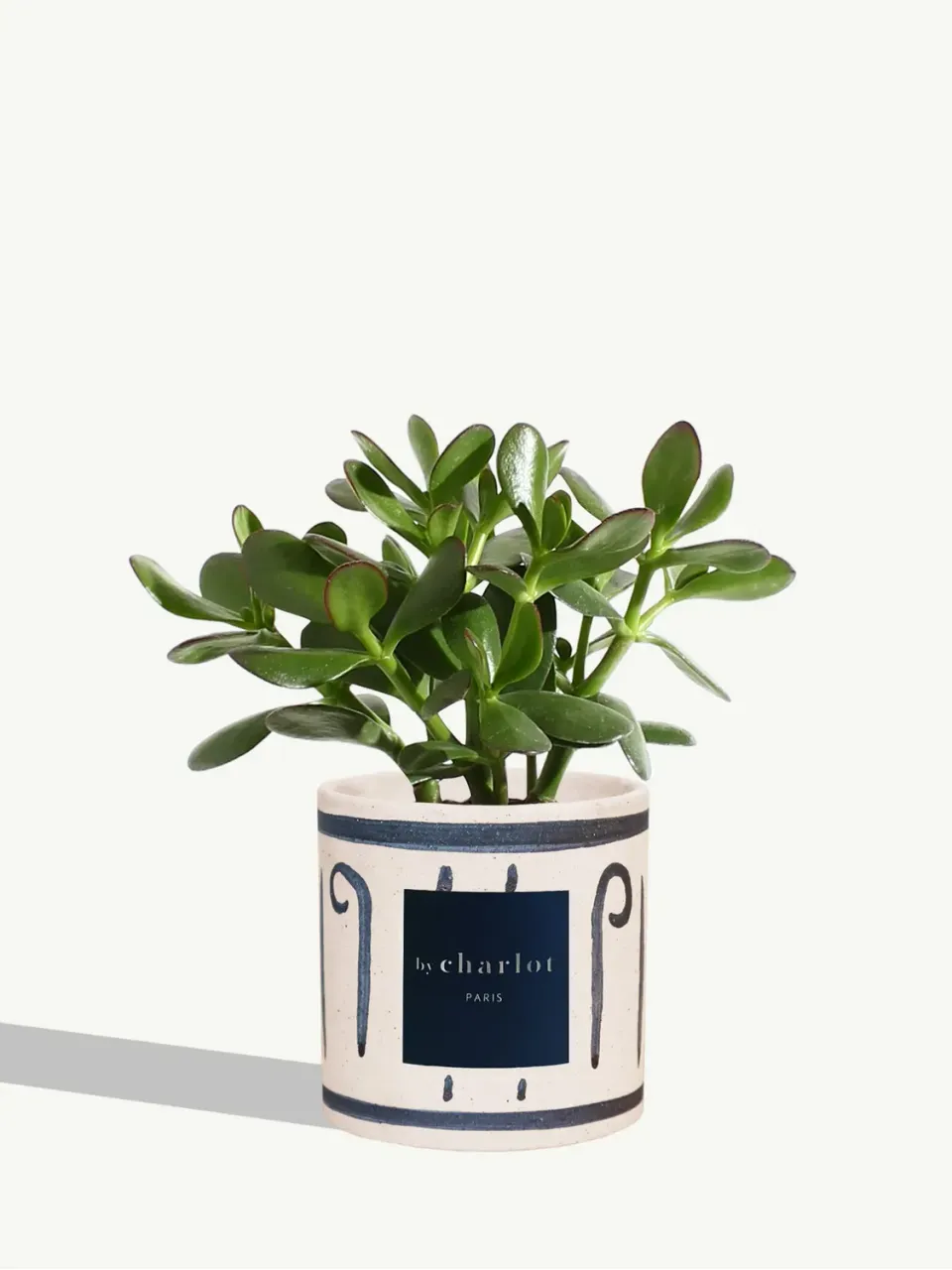 By Charlot La Délicate plante crassula pot bleu 20 cm
