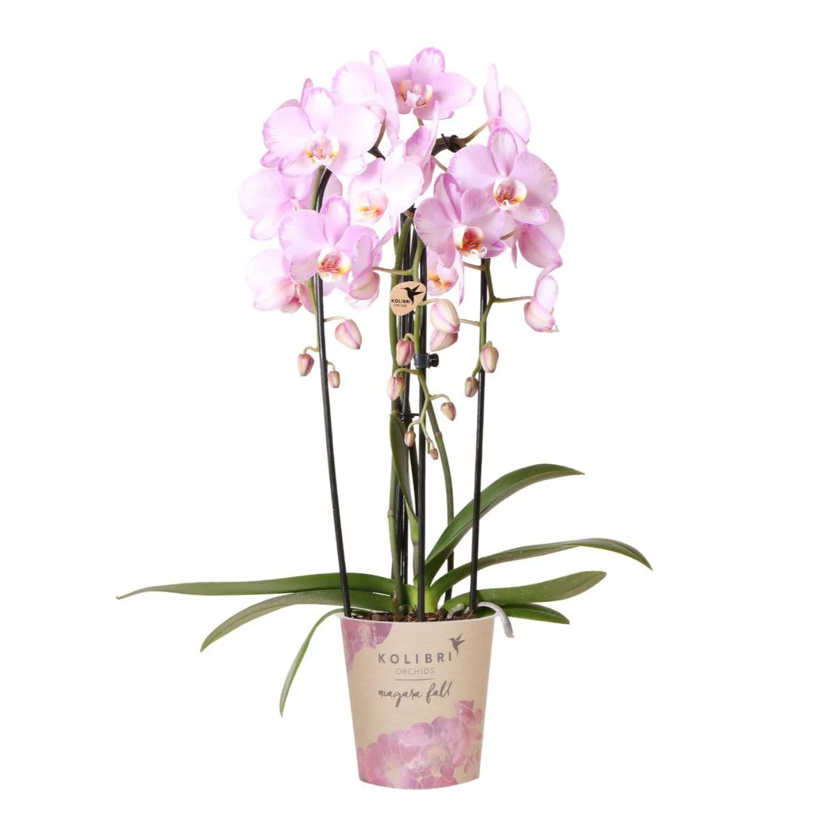Plant and Stories Phalaenopsis Niagara Falls orchidée rose pot 12 cm