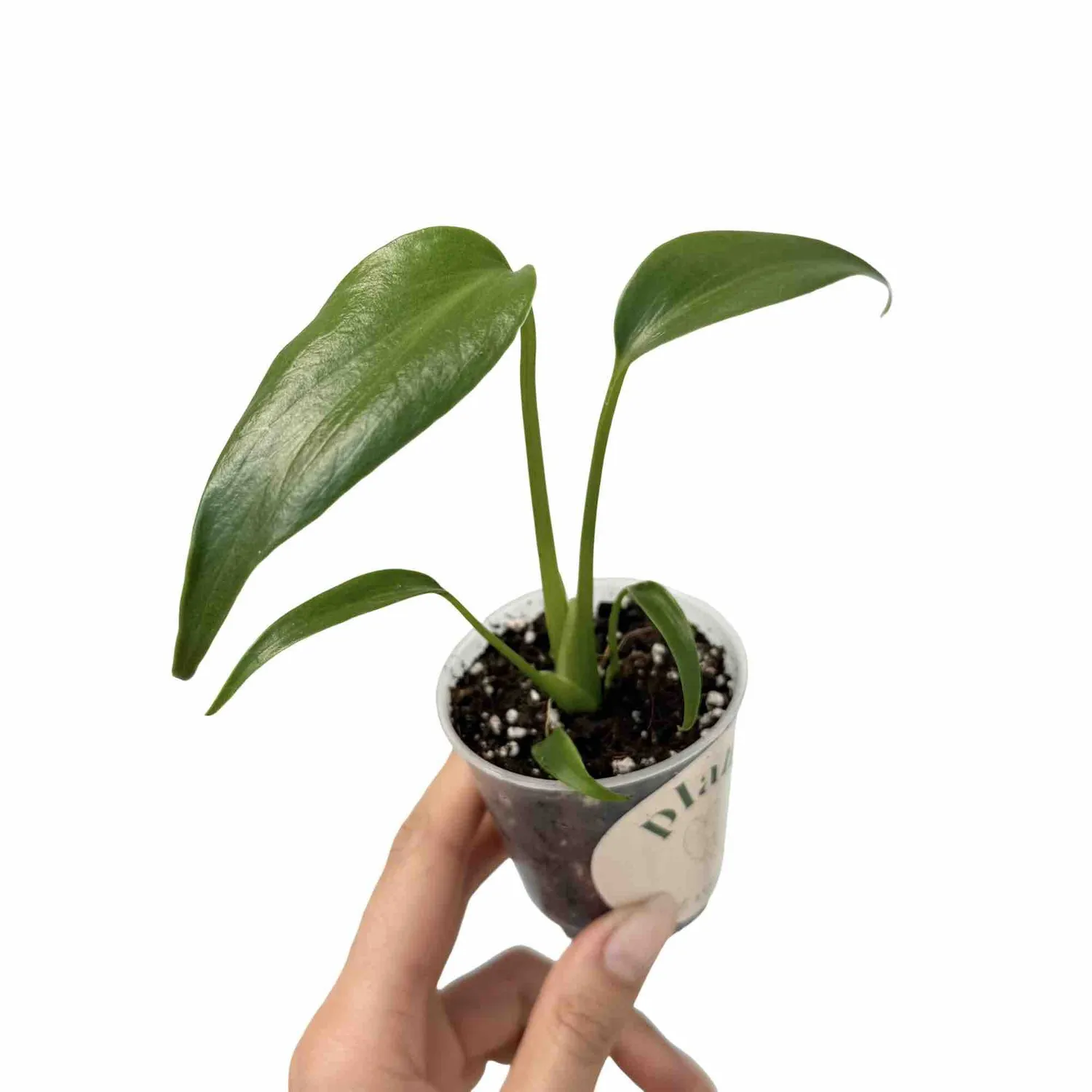Plant and Stories Monstera Burle Marx Flame plante pot 6 cm découpée