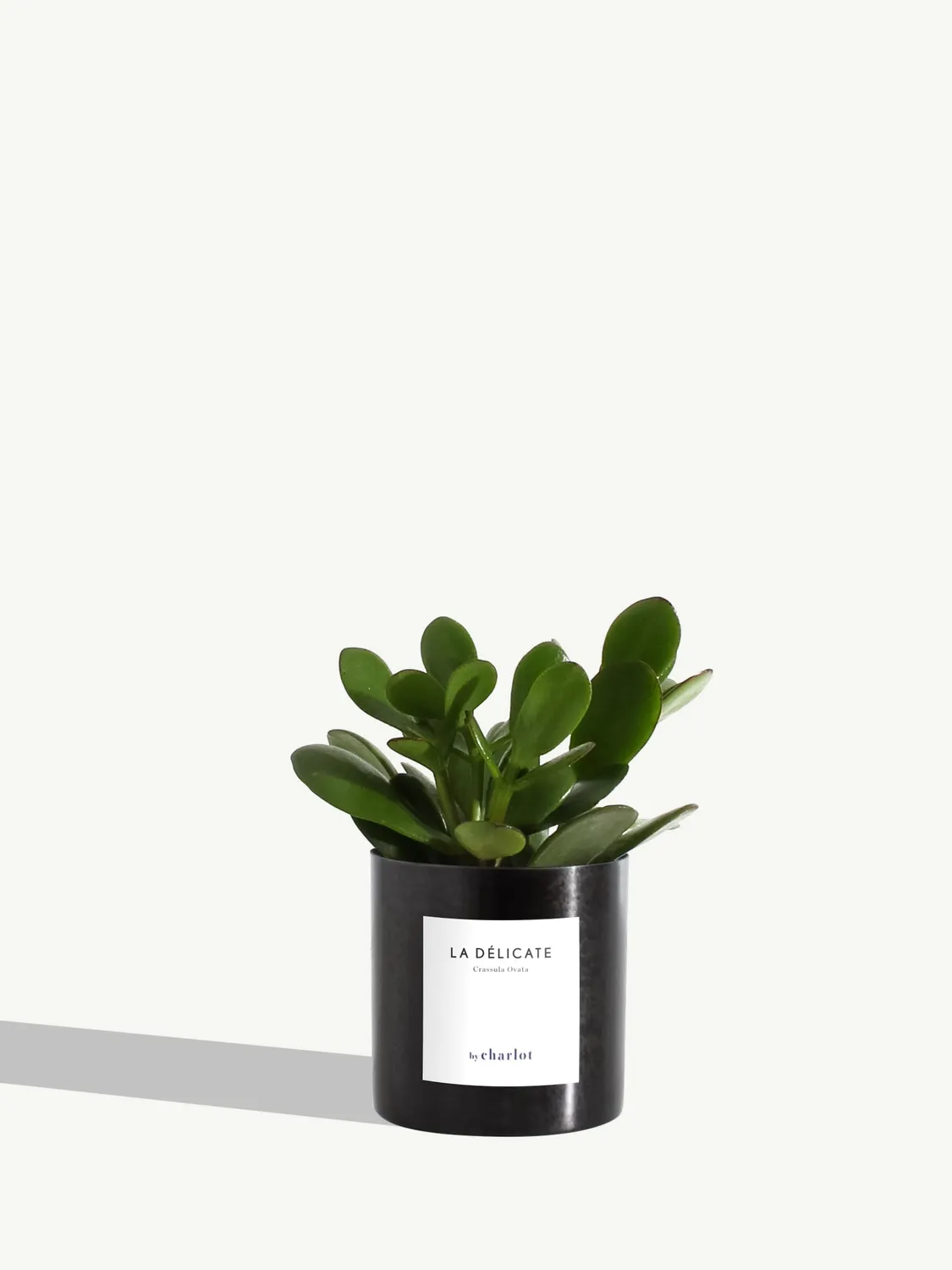 By Charlot La Délicate petite plante pot XS entretien facile