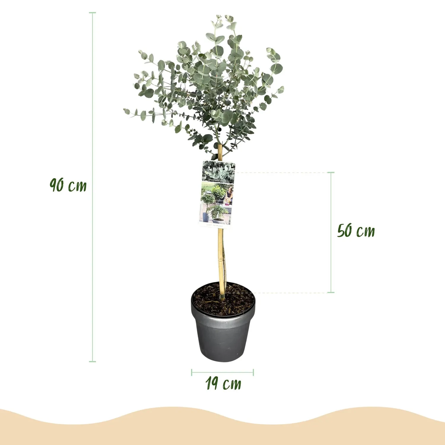 PLANT AND STORIES Eucalyptus Azure gunnii arbuste pot 19 cm 70-90 cm