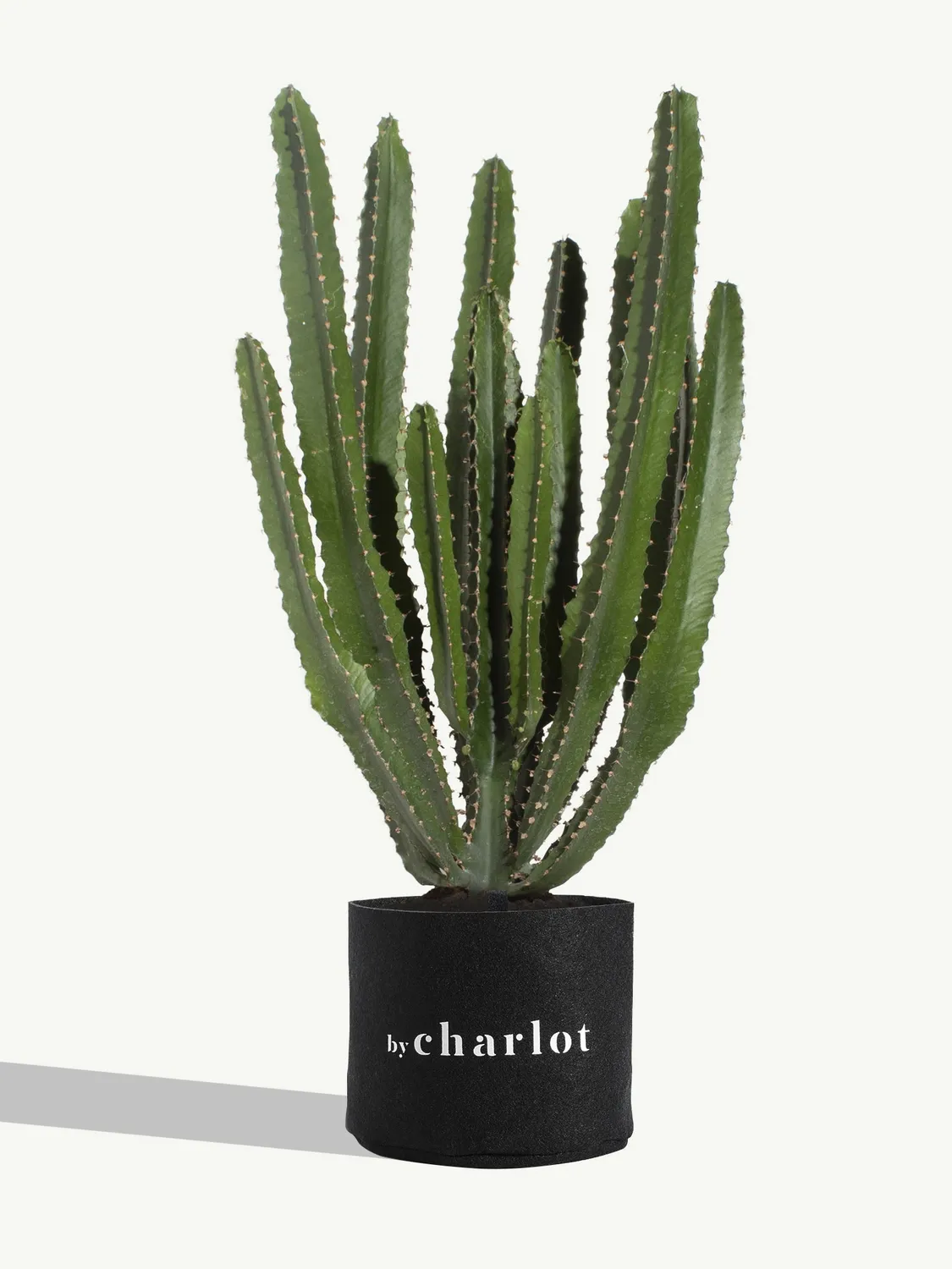 By Charlot Le Splendide plante euphorbe 28-32 cm