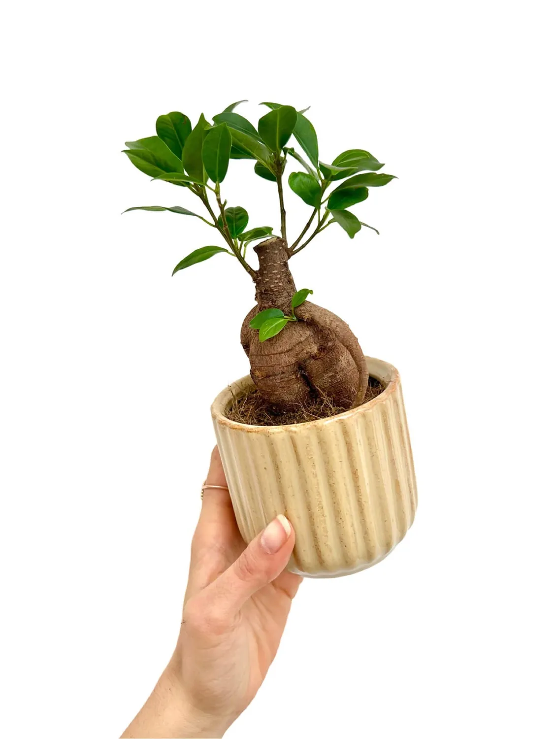 Plant and Stories cache-pot céramique ondulé mini blanc soie