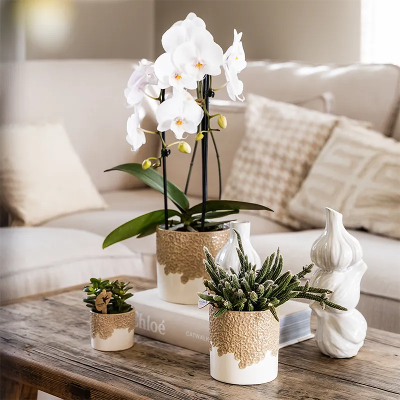 Plant and Stories Bloompot cache-pot céramique sable 9 cm