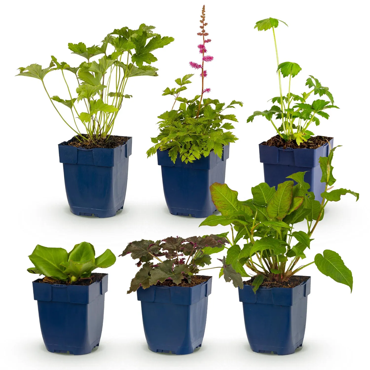 Plant and Stories vivaces ombre lot 6 plants pot 11 cm