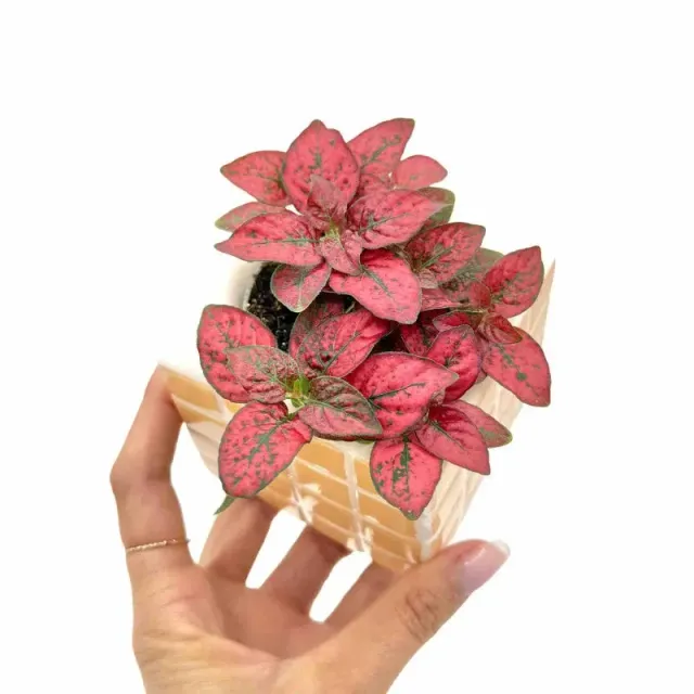 PLANT AND STORIES Hypoestes Pronto Red pot 6cm tacheté