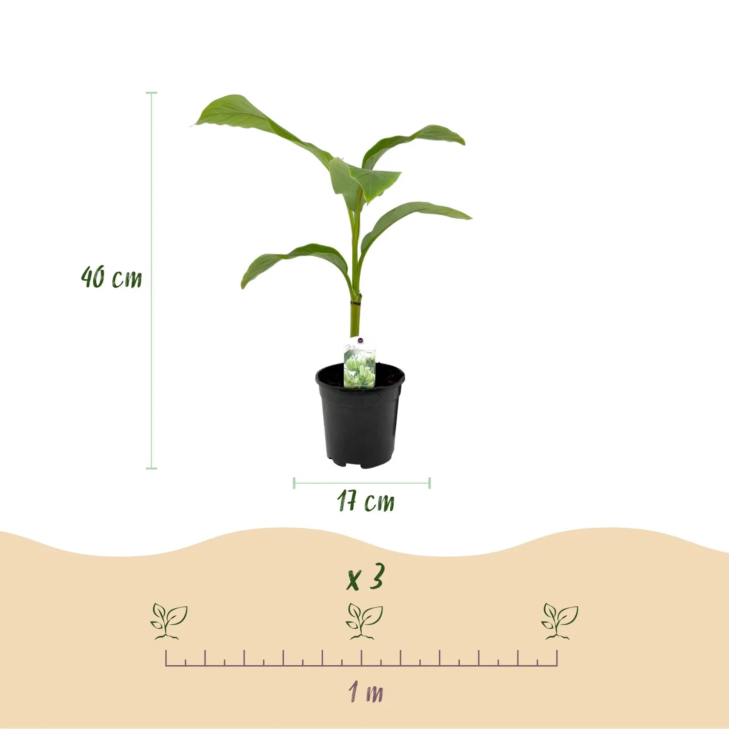 Plant and Stories Musa Basjoo bananier pot 17cm rustique