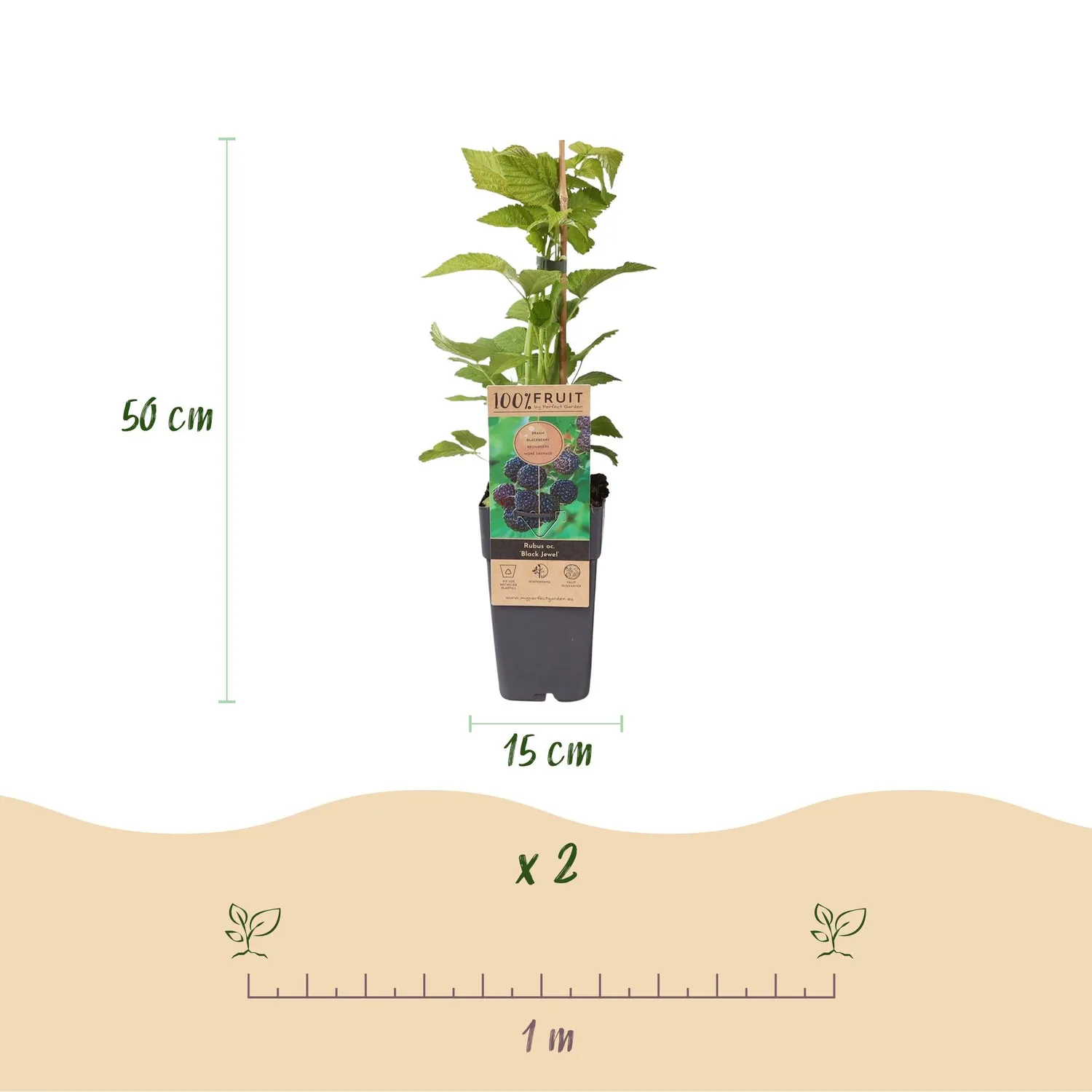 Plant and Stories Mûre Black Jewel ronce fruitière lot de 2 sucrée