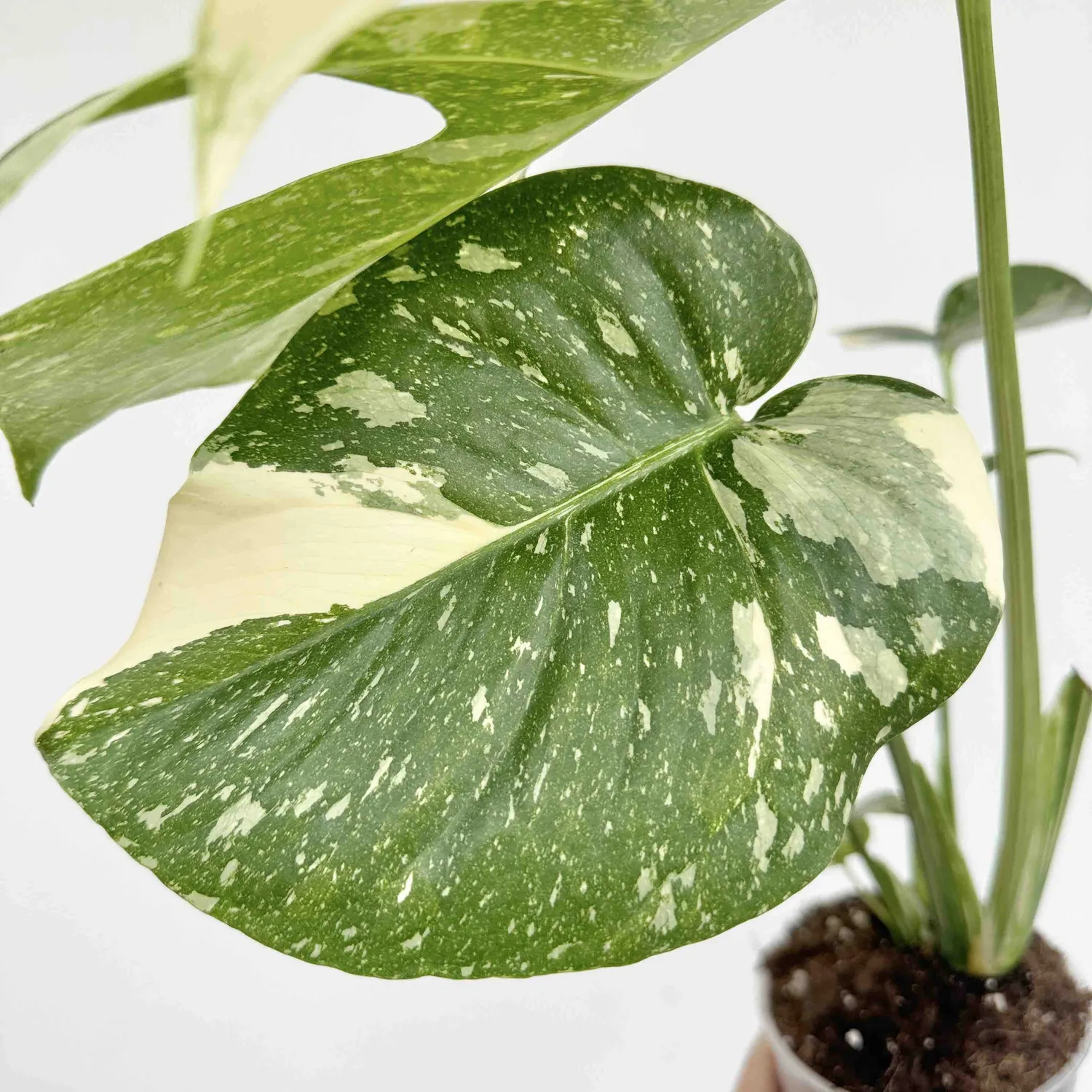 Monstera Thai Constellation plante pot 9 cm étoilée