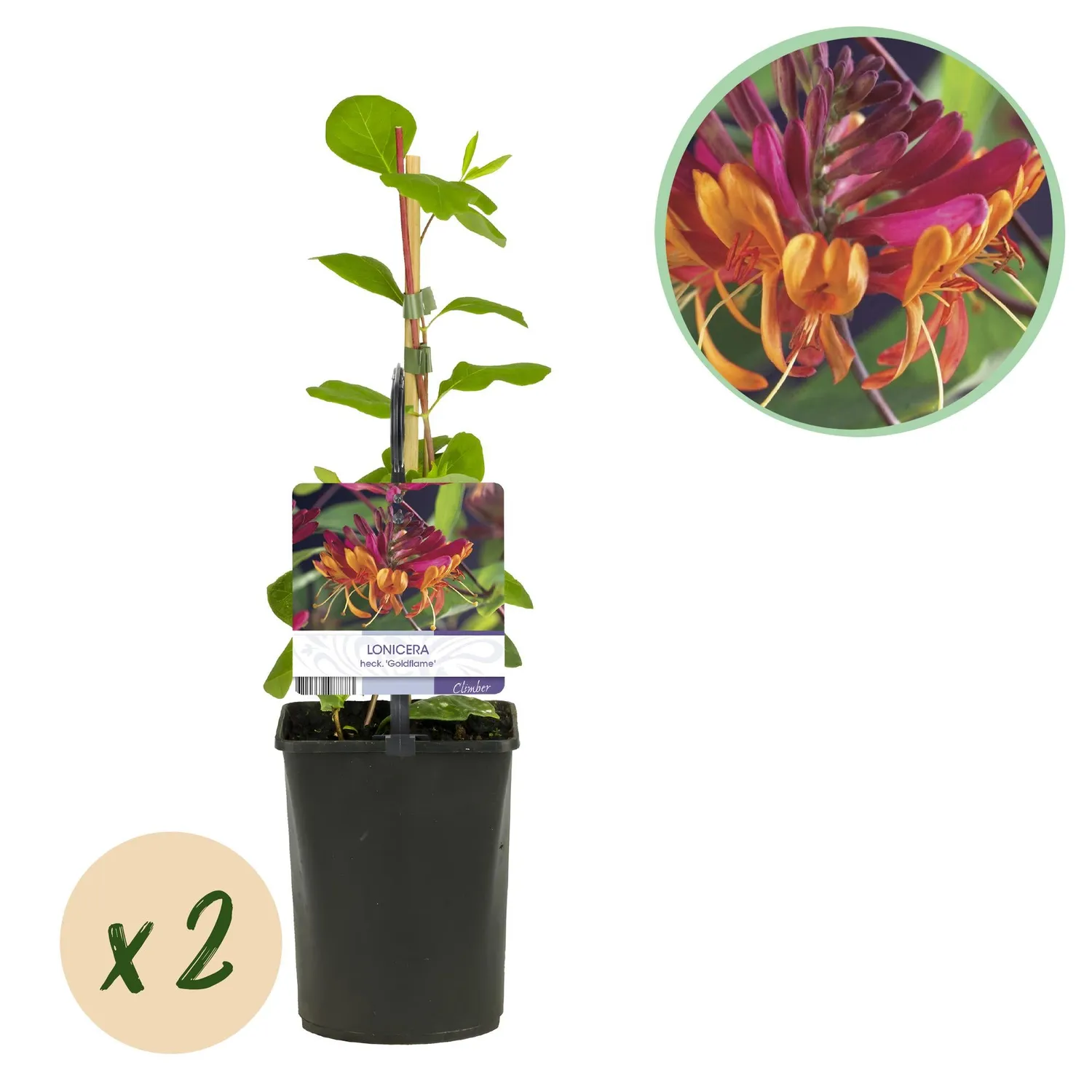 Plant and Stories Goldflame chèvrefeuille grimpante 2 plants parfumée