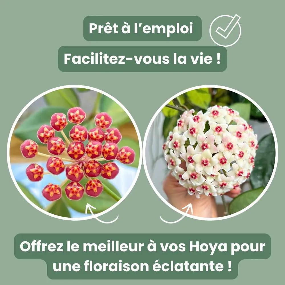 Plant and Stories Hoya Premium terreau mycorhizé France