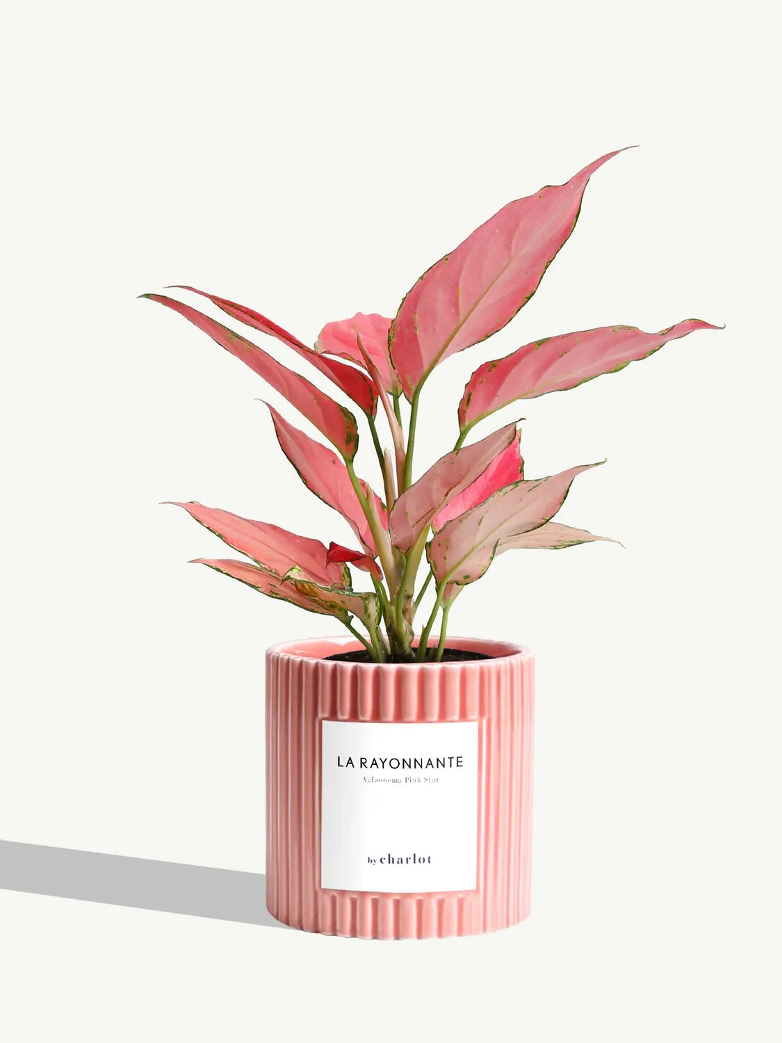 By Charlot La Rayonnante plante pot S aglaonema rose