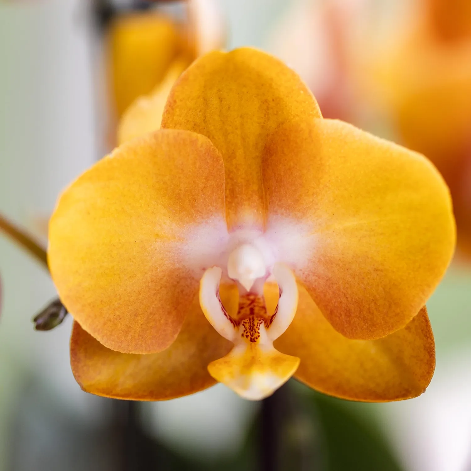 Plant and Stories Phalaenopsis Jewel Las Vegas orchidée orange pot 12 cm