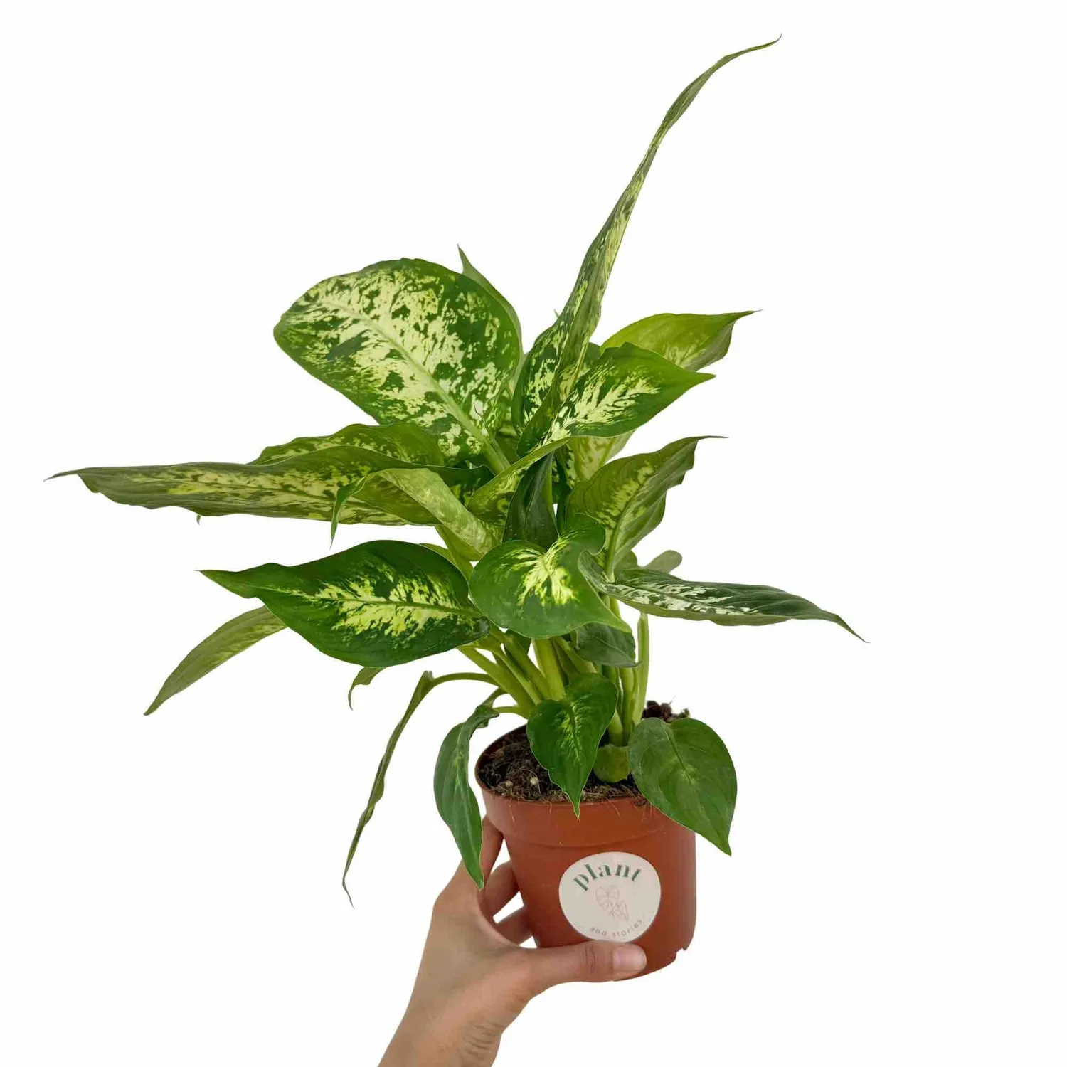 Plant and Stories Dieffenbachia Mars plante 12 cm