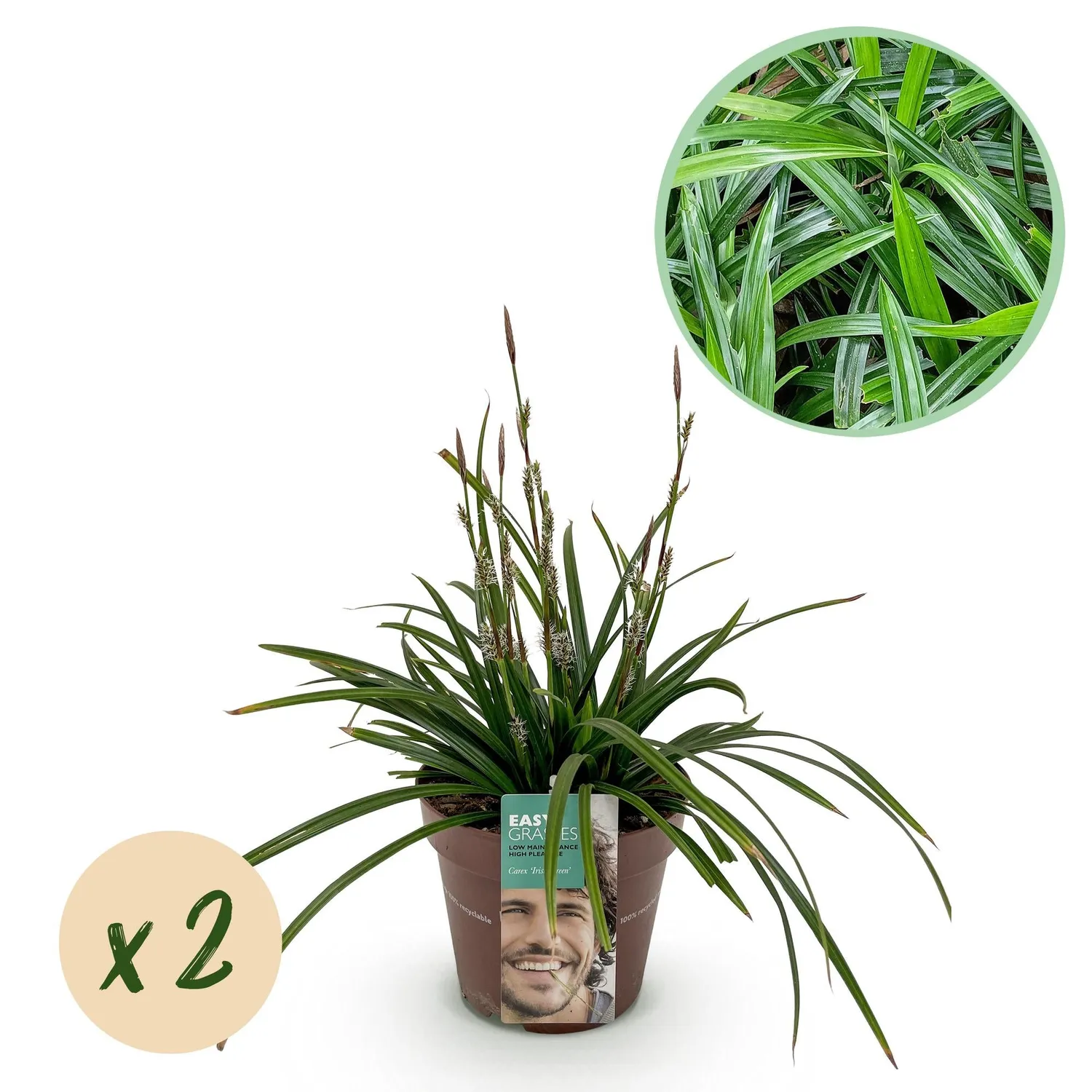 Plant and Stories Carex Irish Green graminée pot 17 cm 1 plant ombre