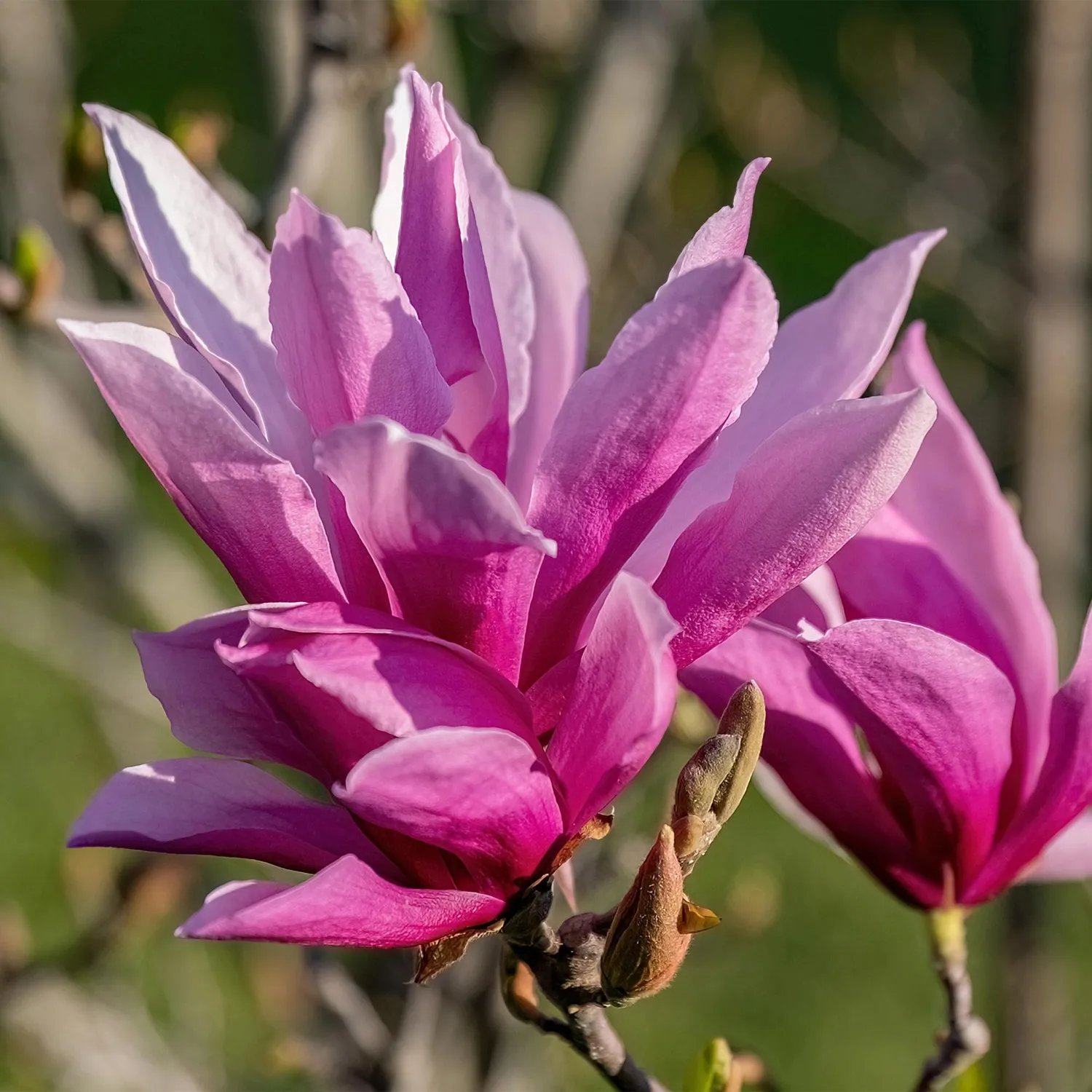 Plant and Stories Nigra Magnolia arbuste 1 plant fleurs violettes