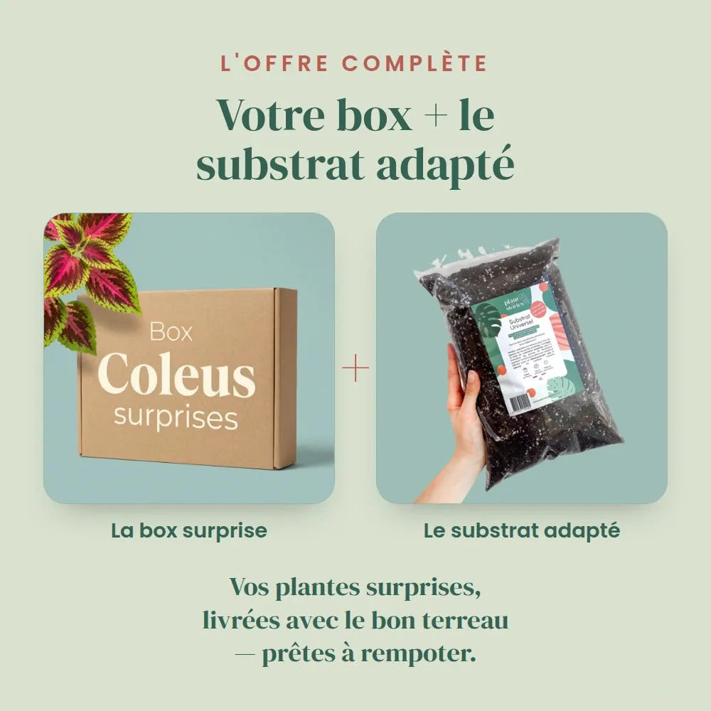 Plant and Stories Box Coleus Mystères plantes colorées surprise