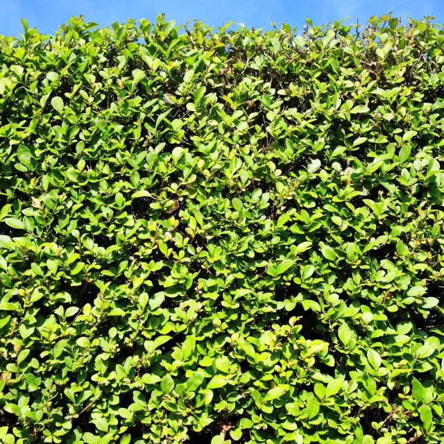 Plant and Stories Ligustrum troène haie lot 6 plants pot 17 cm
