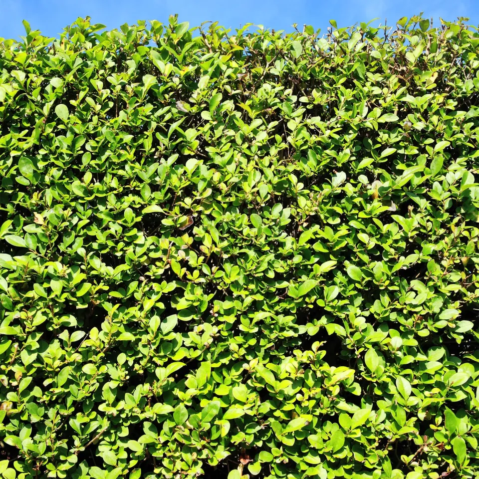 Plant and Stories Ligustrum troène haie lot 6 plants pot 17 cm